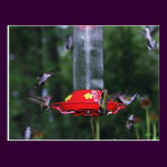 Migración del colibrí de la caída tarjetas postales