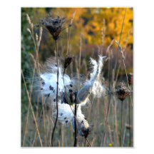 Milkweed del otoño fotografias