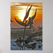 Milkweeds en la puesta del sol impresiones