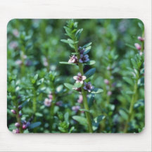 Milkwort de mar rosado (Glaux Maritima Var. Obtusi Alfombrillas De Ratón