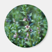 Milkwort de mar rosado (Glaux Maritima Var. Obtusi Imán Para Frigorífico