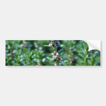 Milkwort de mar rosado (Glaux Maritima Var. Obtusi Pegatina De Parachoque