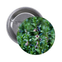 Milkwort de mar rosado (Glaux Maritima Var. Obtusi Pins