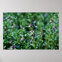 Milkwort de mar rosado (Glaux Maritima Var. Obtusi Poster