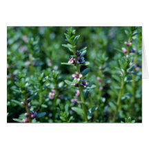 Milkwort de mar rosado (Glaux Maritima Var. Obtusi Felicitación