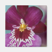Miltonia púrpura iman