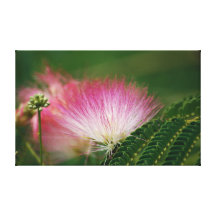 Mimosa rosado sedoso impresion de lienzo