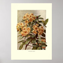 Minerva del var del rododendro posters