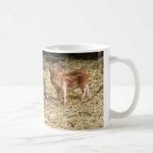 mini-cerdos jovenes tazas de café