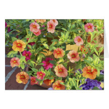 Mini petunias anaranjadas y rosadas felicitación
