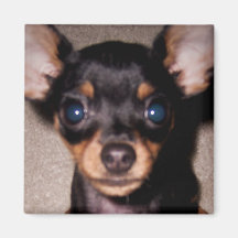 mini pinscher. imán de frigorífico