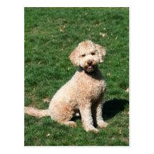 Mini postal del perrito de Goldendoodle