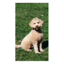 Mini tarjetas de visita de Goldendoodle