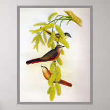 Minivet atractivo poster