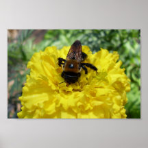 Minúsculo manosee la abeja que recoge la miel y el impresiones