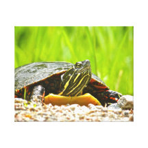 Mirada de la tortuga lienzo envuelto para galerias