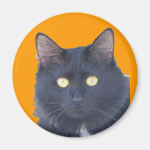 Mirada del gato negro en mis ojos iman