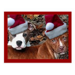 Mirada del navidad de Pitbulls en las postales