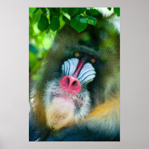 Mirada fija de Mandrill Posters