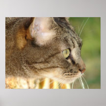 Mirada fija del gatito impresiones