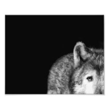 Mirada fija del lobo gris - impresión blanco y neg