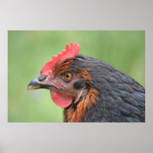 Mirada fija del pollo poster