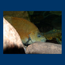 Mirar a escondidas pescados posters