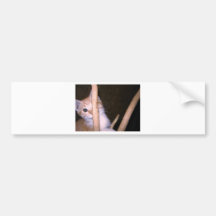 mire a escondidas un gatito del abucheo pegatina de parachoque