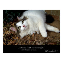 Mire al señor (gato) postal