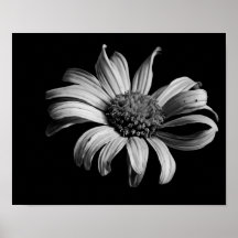 Mire negro ausente y el blanco poster
