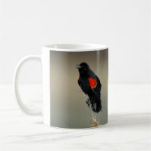 Mirlo de alas rojas tazas de café