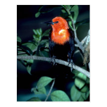 mirlo Escarlata-dirigido, Suramérica Postal