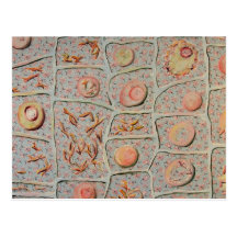Mitosis Tarjetas Postales