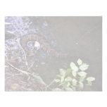 Mocasín de agua, cottonmouth, piscivoru del Agkist Comunicados