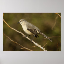 Mockingbird Posters