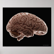 Modelo del cerebro humano, tiro del estudio poster
