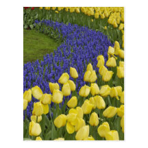 Modelo del jardín de las flores del jacinto de uva postales