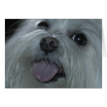 Modifique su propia tarjeta del mascota para requi