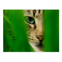 Moggy que juega la selva tarjeta postal
