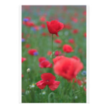 Mohn Individuelle Ankündigung