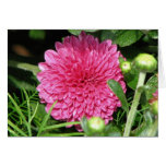 Momia rosada bonita felicitacion 