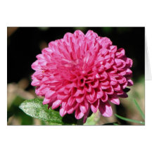 Momia rosada bonita tarjeta