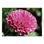 Momia rosada bonita tarjetas