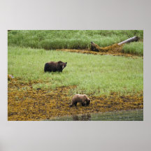 Momma y Cub Posters