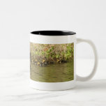 Momma y taza de los patos del bebé