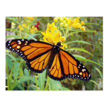 Monarca butterfy - postal