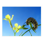 Monarca Caterpillar Postal
