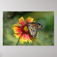 Monarca en el poster del Gaillardia 2