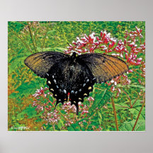 Monarca negro poster