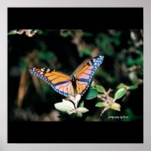 Monarca Poster